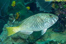 parrotfish